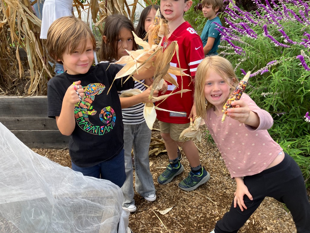Harvesting corn